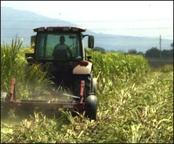 Agricultores pequeños