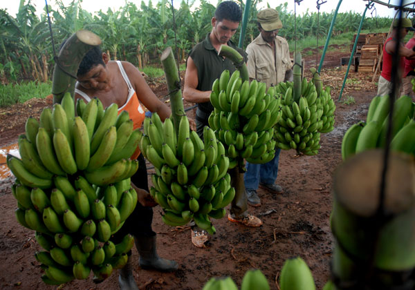 Platanos