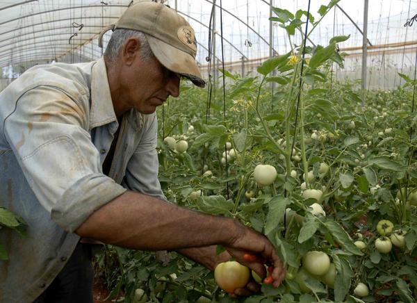 Mayabeque producción