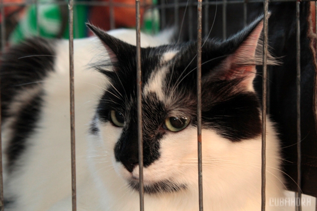 Expo Felina 2012 04