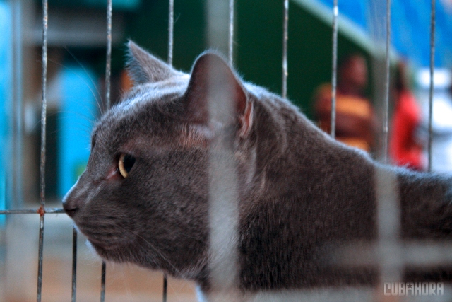 Expo Felina 2012 06