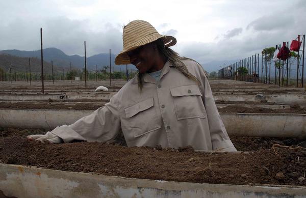 Unidad Básica de Producción Cooperativa (UBPC) ?La República 05