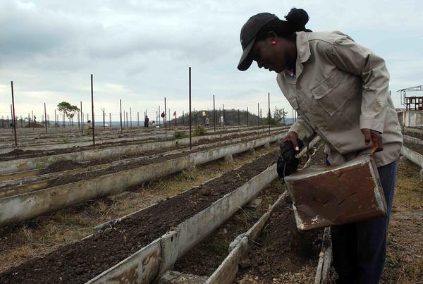 Unidad Básica de Producción Cooperativa (UBPC) ?La República 03