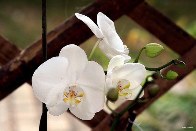 Festival de Orquídeas 00