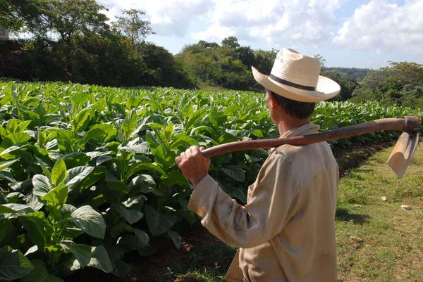 Día del Campesino - Producción tabacalera