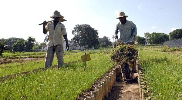 Agricultura_Urbana