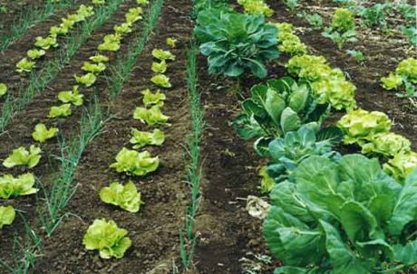 Agricultura cubana