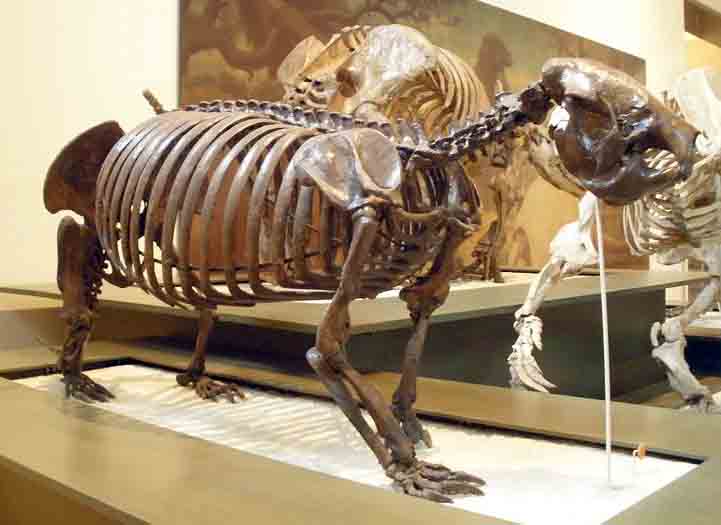 Museo de Historia Natural 