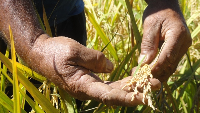 Semilla de arroz