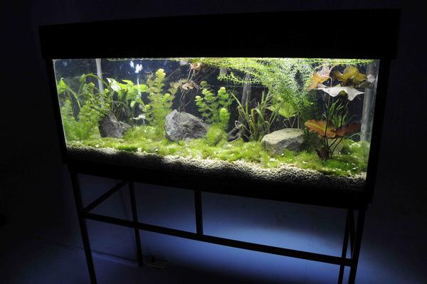 Bienal Lázaro Saavedra 