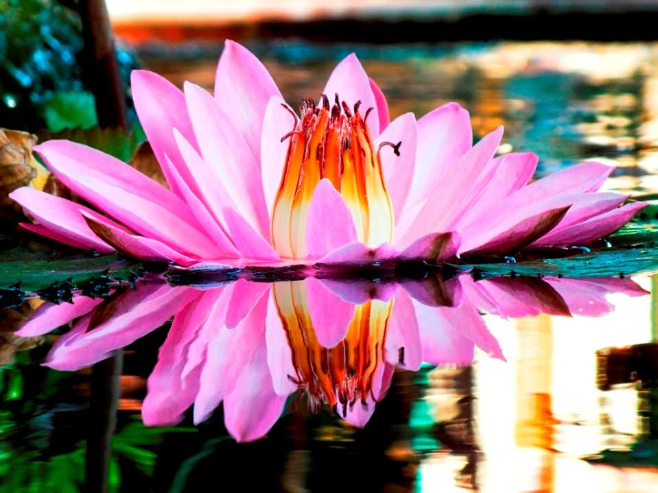 La belleza de lo simple y lo natural