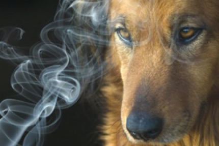 Humo de tabacos y las mascotas