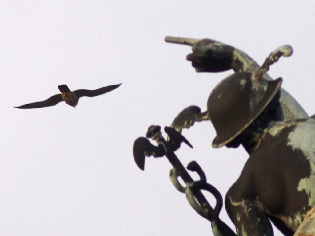 Halcones peregrinos en La Habana