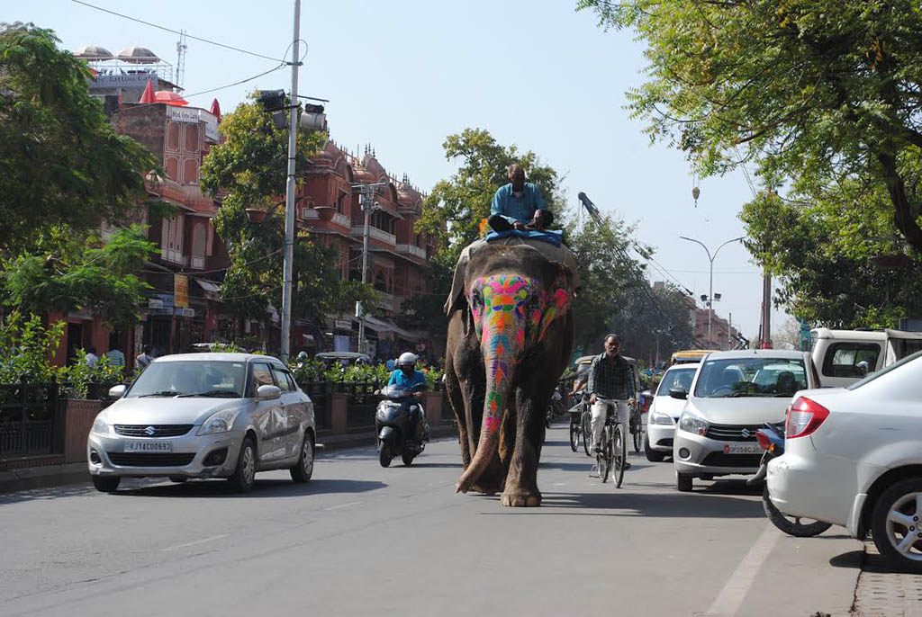 Elefantes en la India