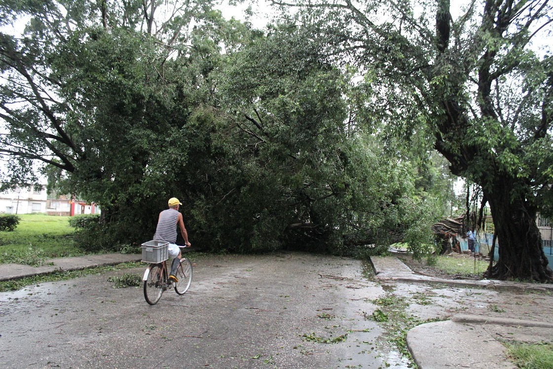 Los vientos de tormenta tropical del huracán Irma que azotaron durante toda la noche y madrugada, el sureste de la capital, provocaron la caída de árboles y del tendido eléctrico en algunas zonas del municipio de Cotorro, en la Habana, Cuba, el 10 de sept