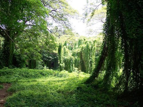 bosque cadena agramonte