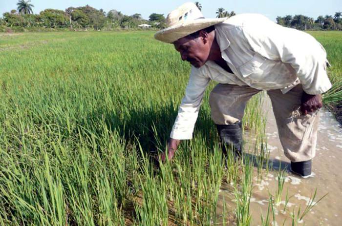 Siembra de arroz