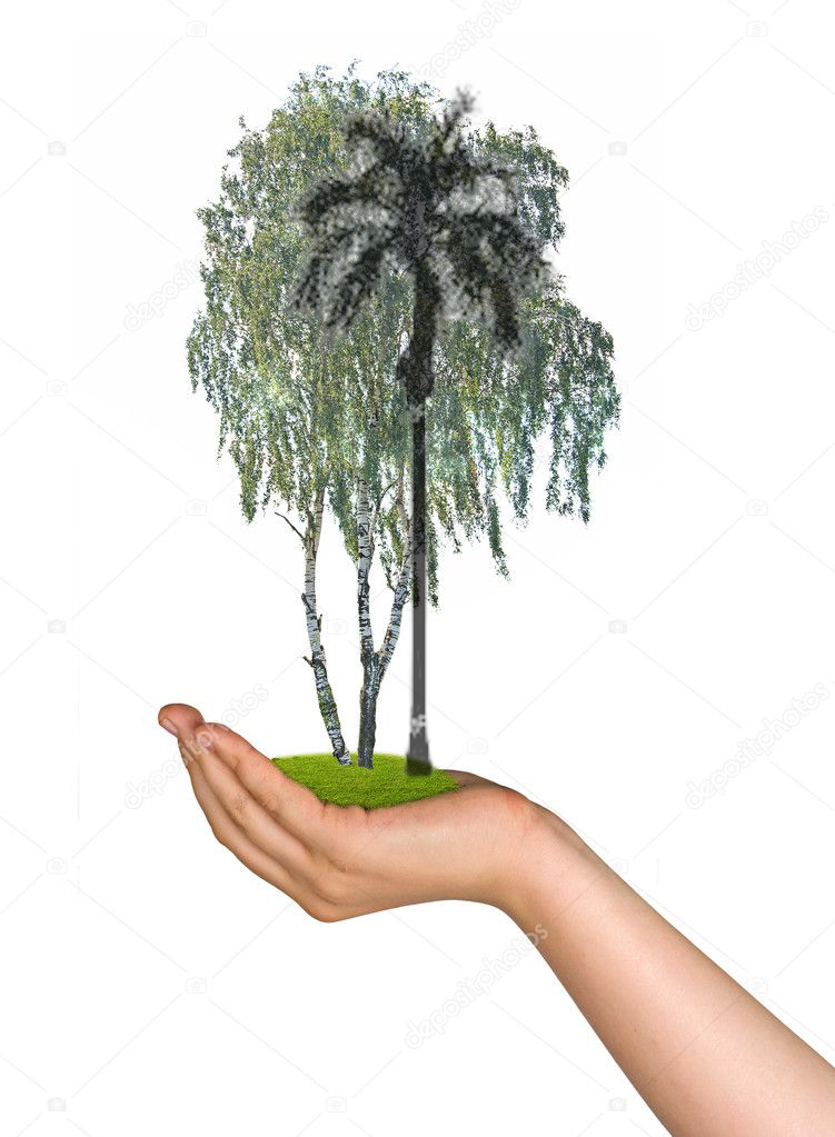 Abedules entre las palmas