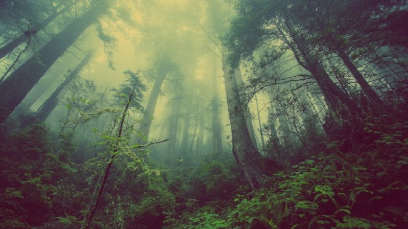 Extinción de plantas-fenómeno descuidado