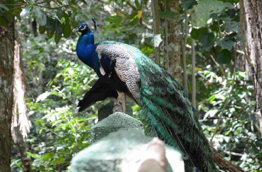 Reserva Ecológica- Lomas de Banao-Turnat 2019