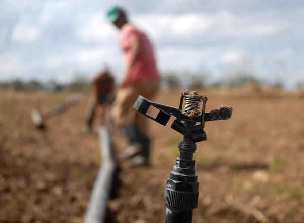 agricultura cubana siembra