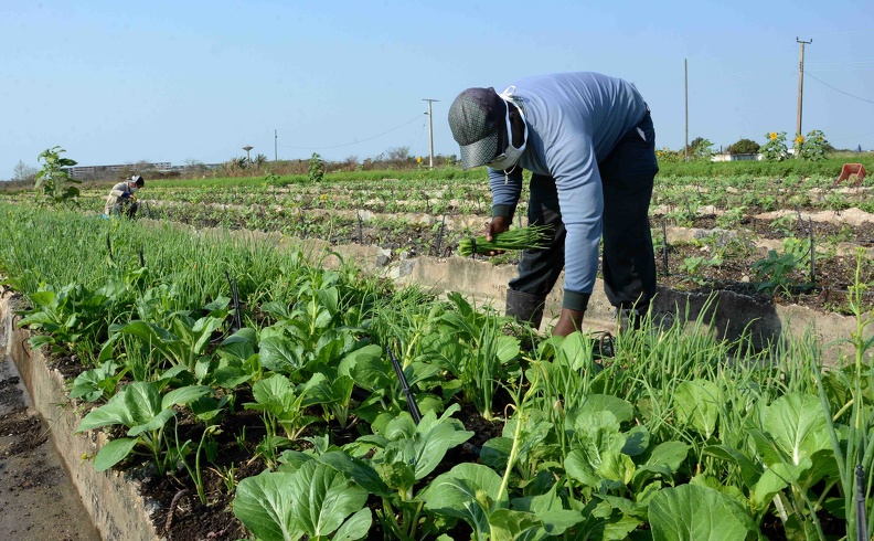 CUBA AGRICULTURA