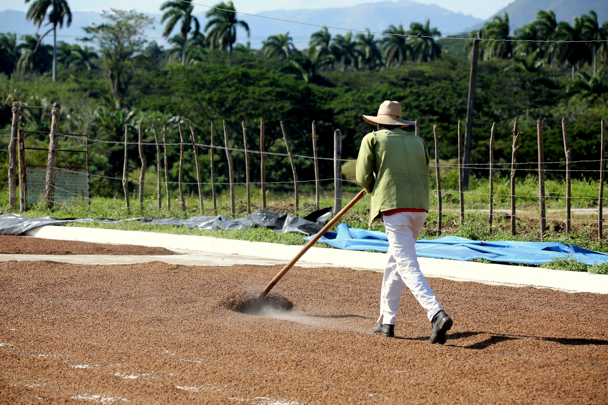 Secado de café