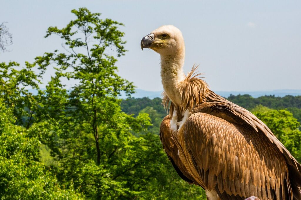 aves extintas cubanas