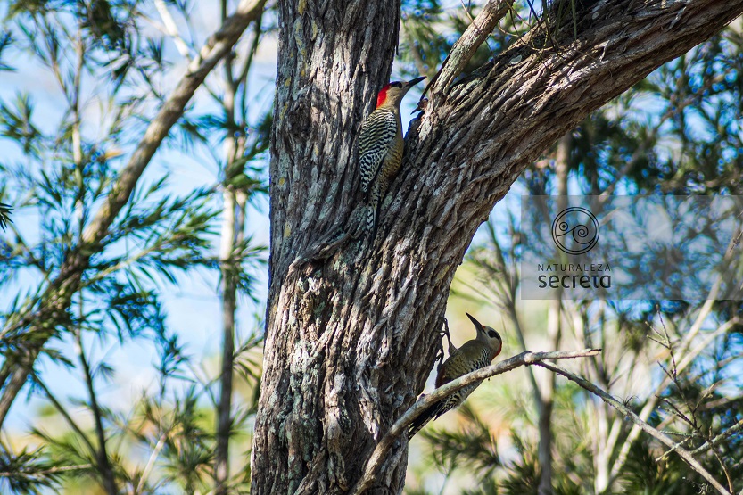 Fauna cubana