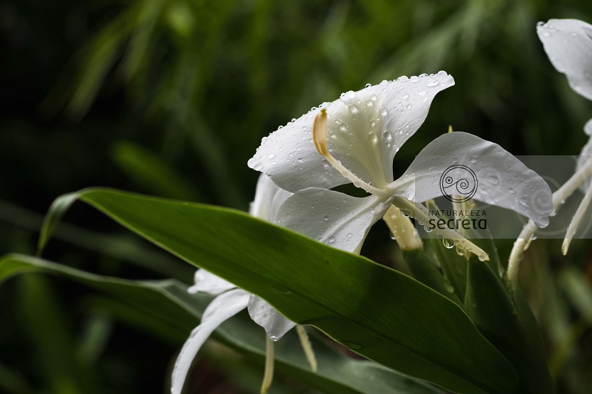 Flora cubana