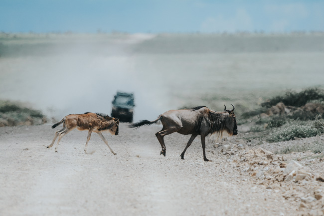 Animales en Africa