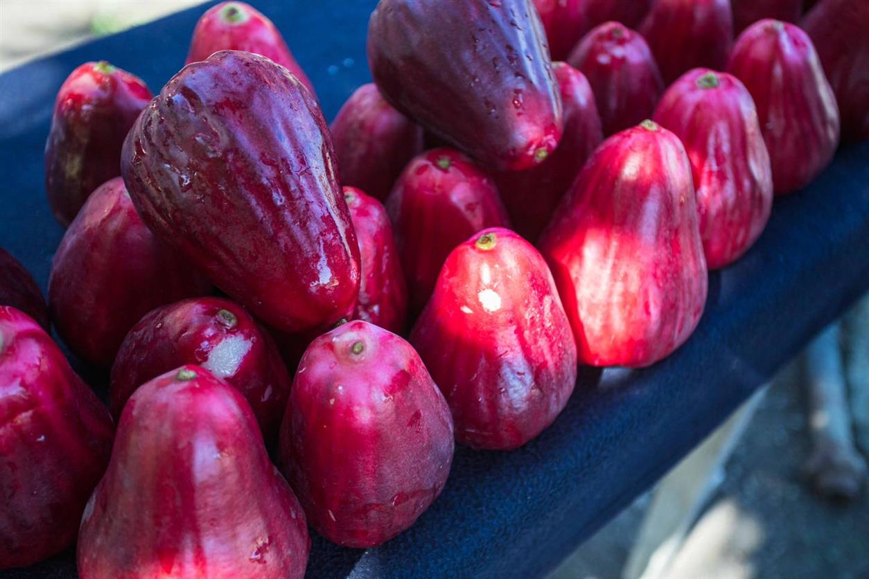 Pera o manzana de agua