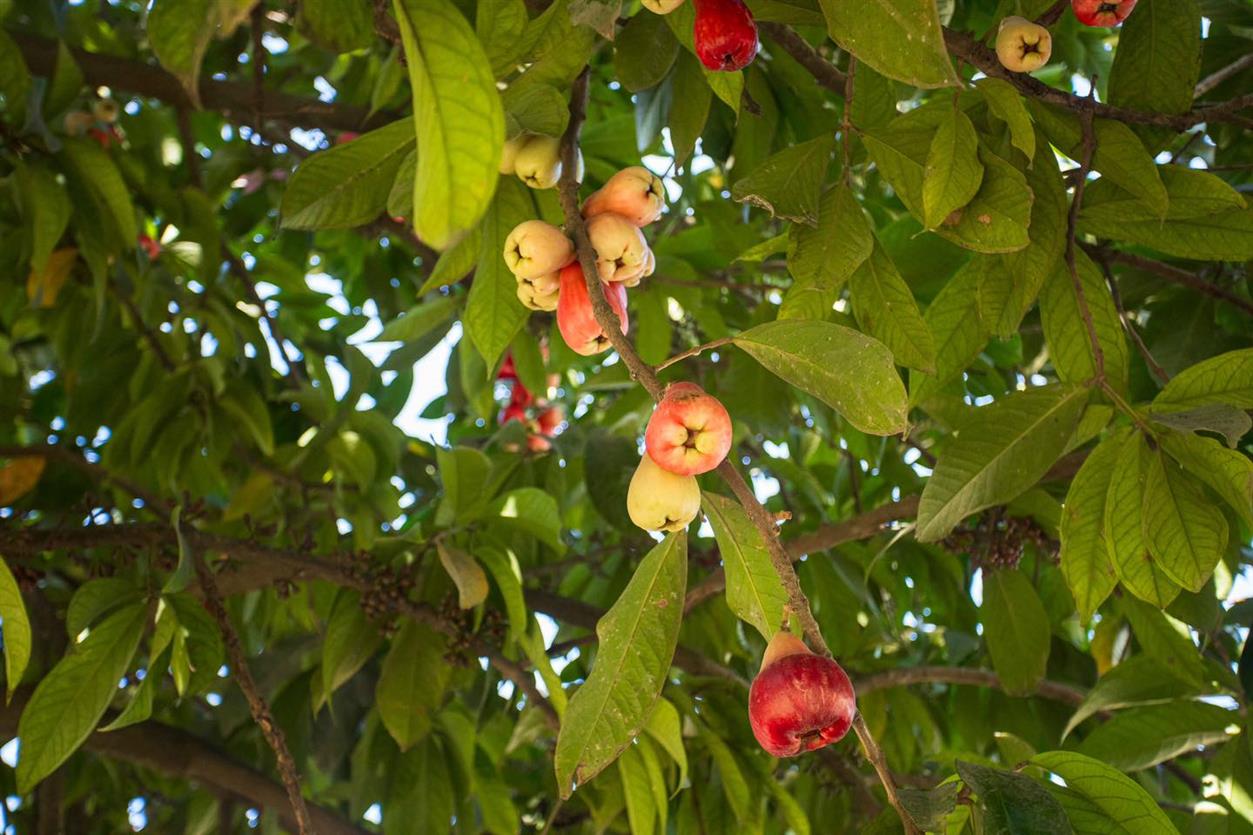 Pera o manzana de agua