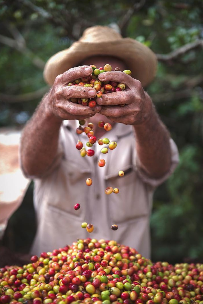 Campesino