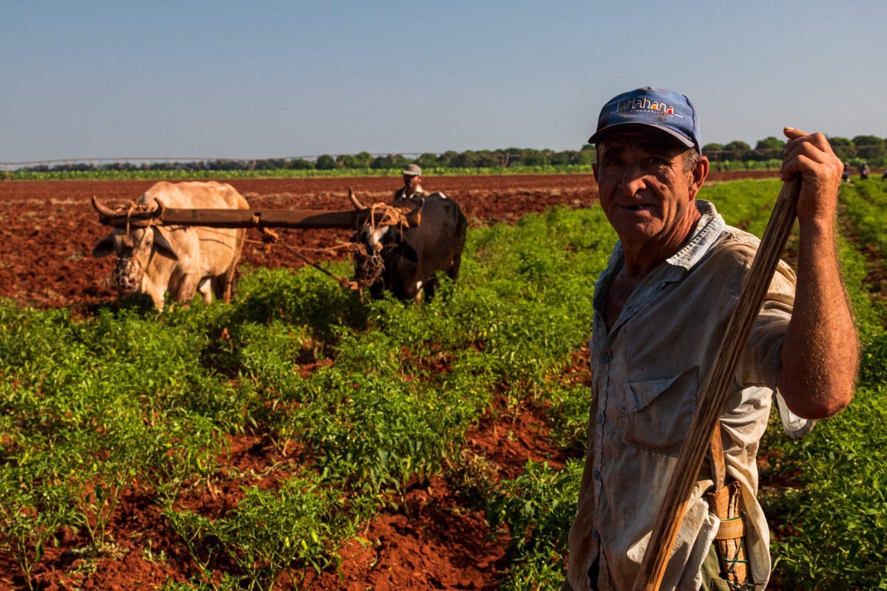  Campesinos cubanos