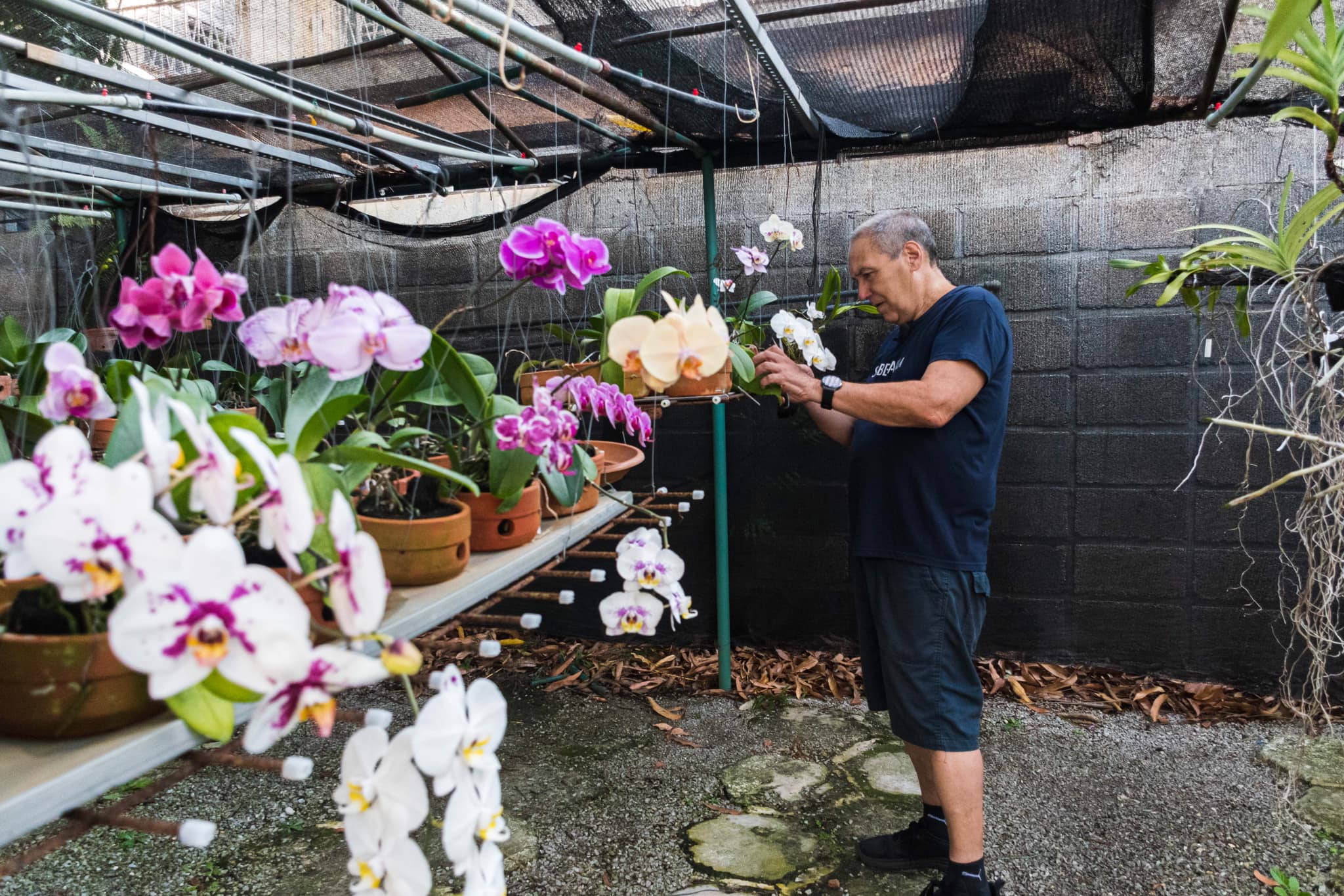 Orquídeas