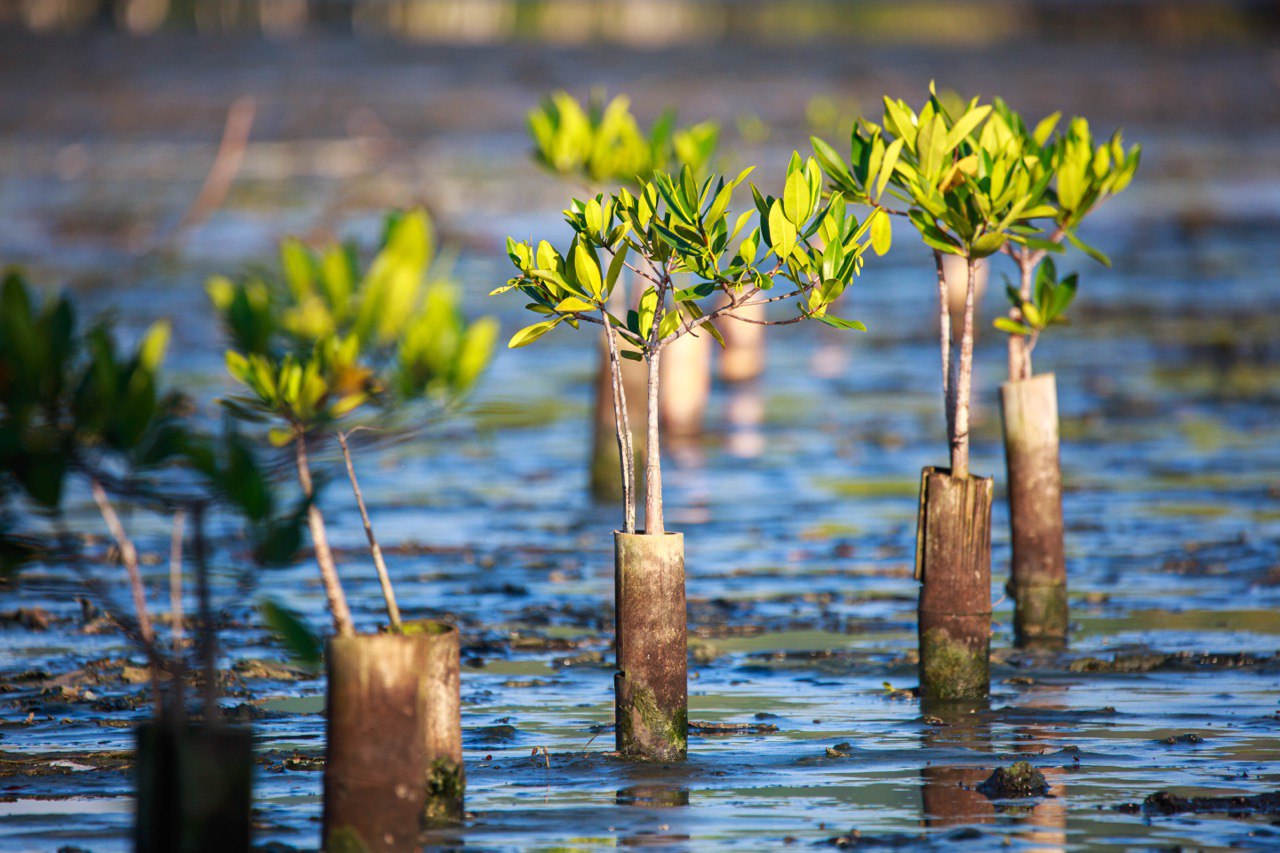 Ecosistema de manglar 