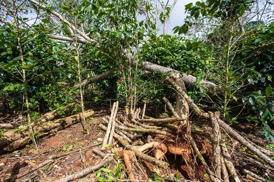 Participación de Cuba en la 29ª sesión de la Conferencia de las Naciones Unidas sobre el Cambio Climático (COP29) (Naturaleza Secreta de Cuba)