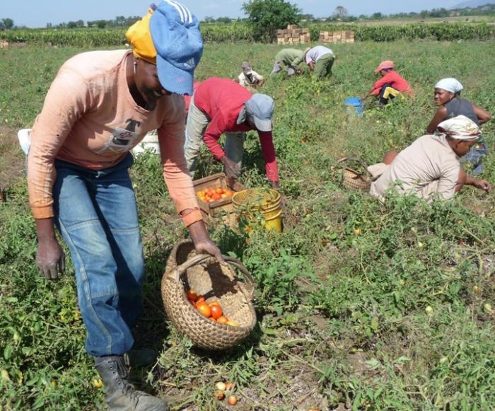 Cooperativas en Cuba Cooperativas en Cuba