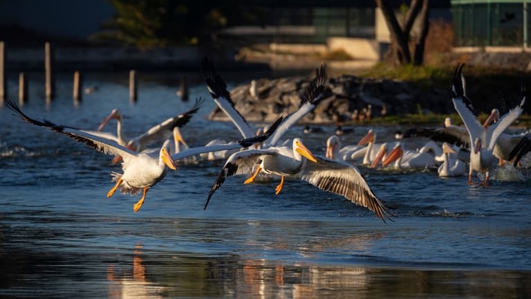 Pelicano blanco