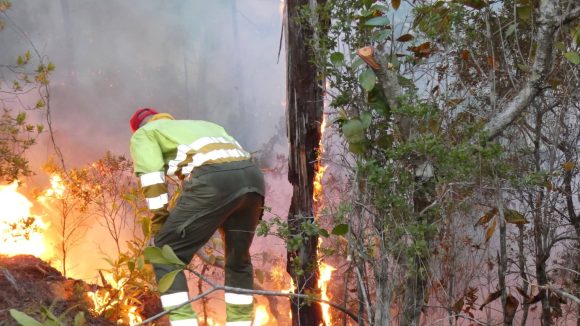Incendio en área protegida de La Palma
