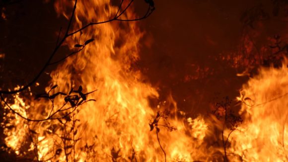 Incendio en área protegida de La Palma