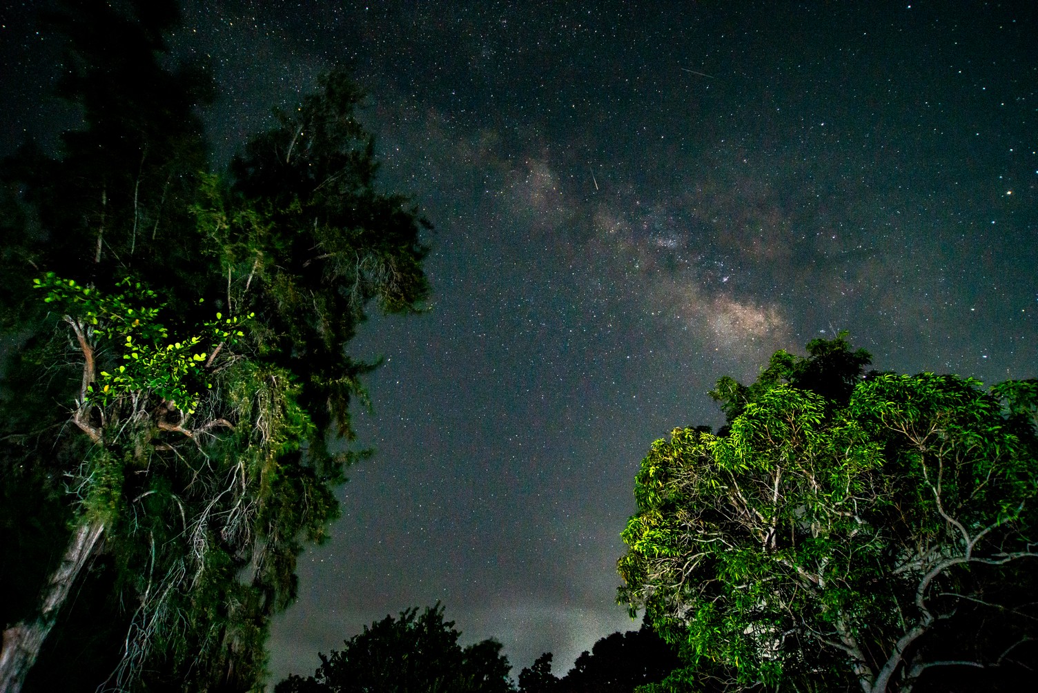 La naturaleza puso su arte en un rincón de La Habana
