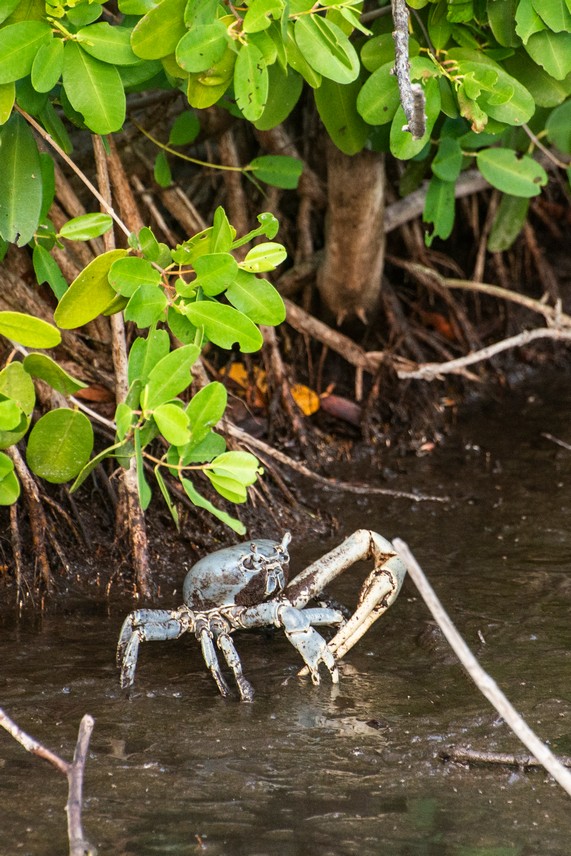 La naturaleza puso su arte en un rincón de La Habana