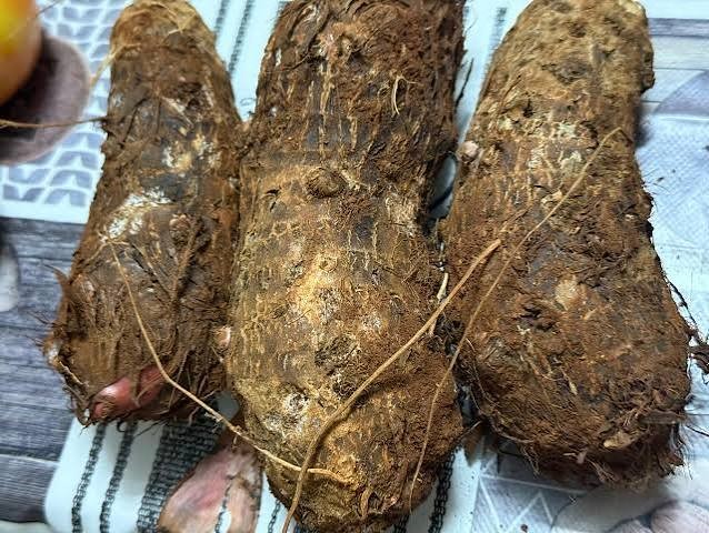Malanga